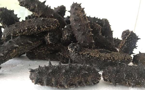 砣磯島海參的保存方法